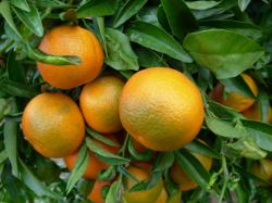 clementine-corse-1.jpg